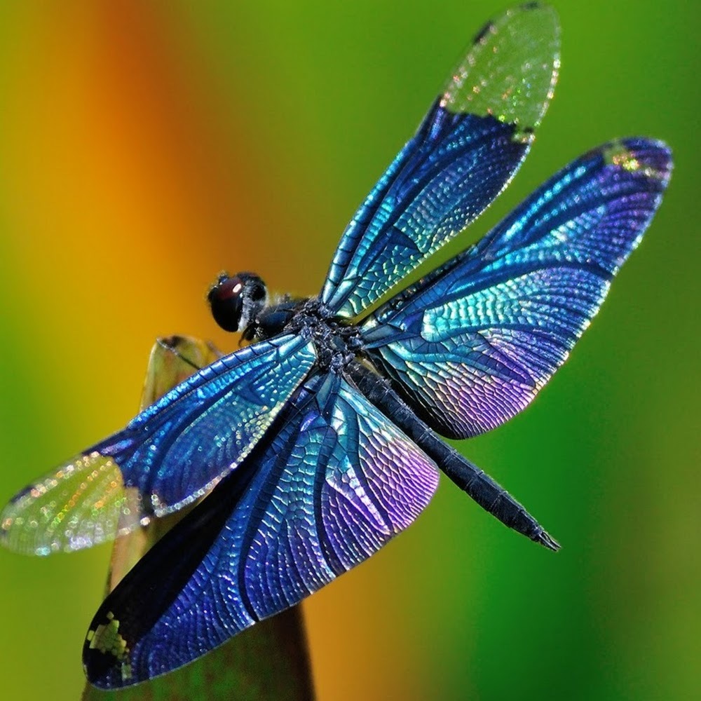 Meet your Posher, Flo